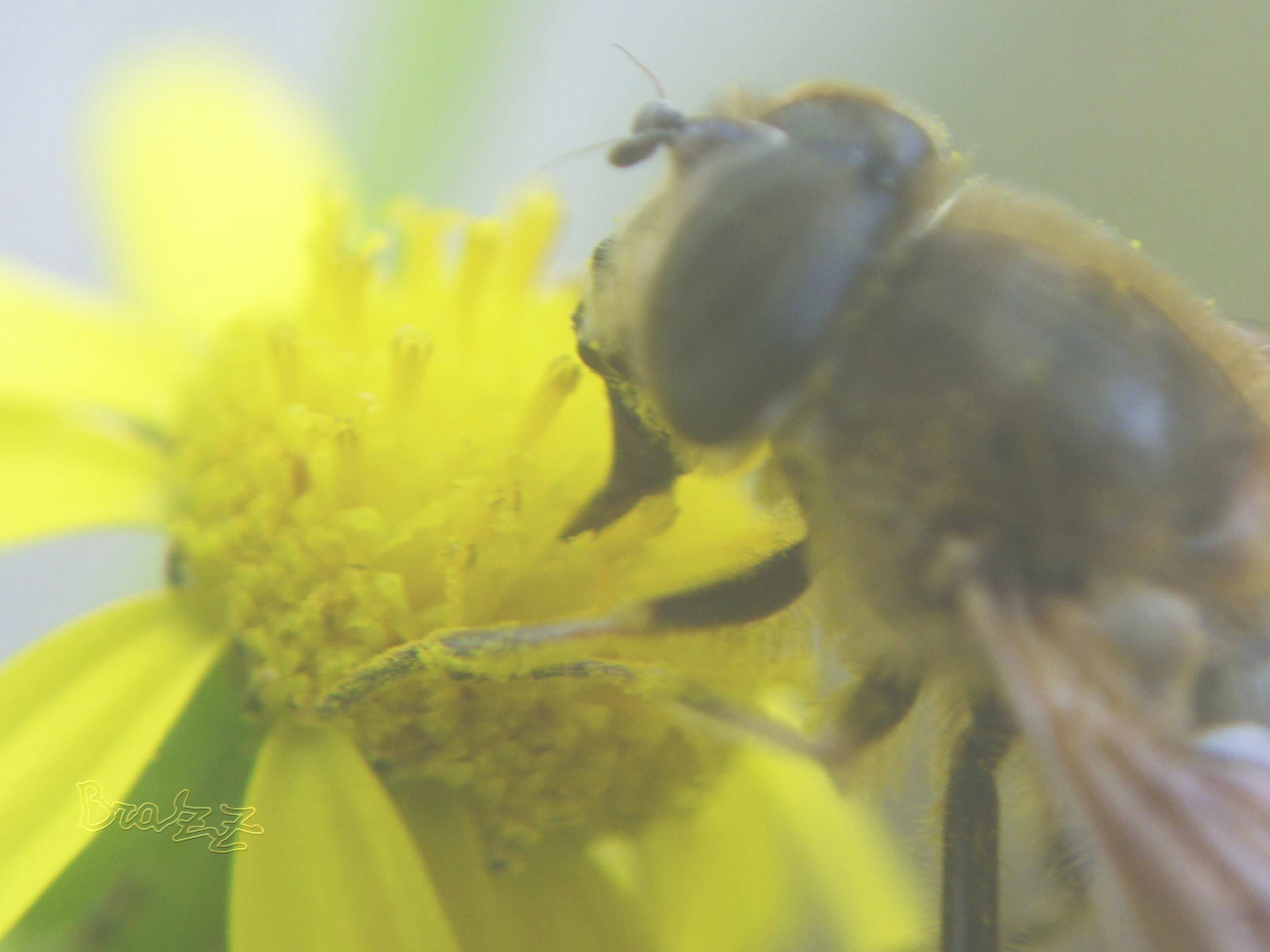 Eristalis tenax